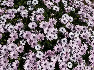 Flower Bed Installation