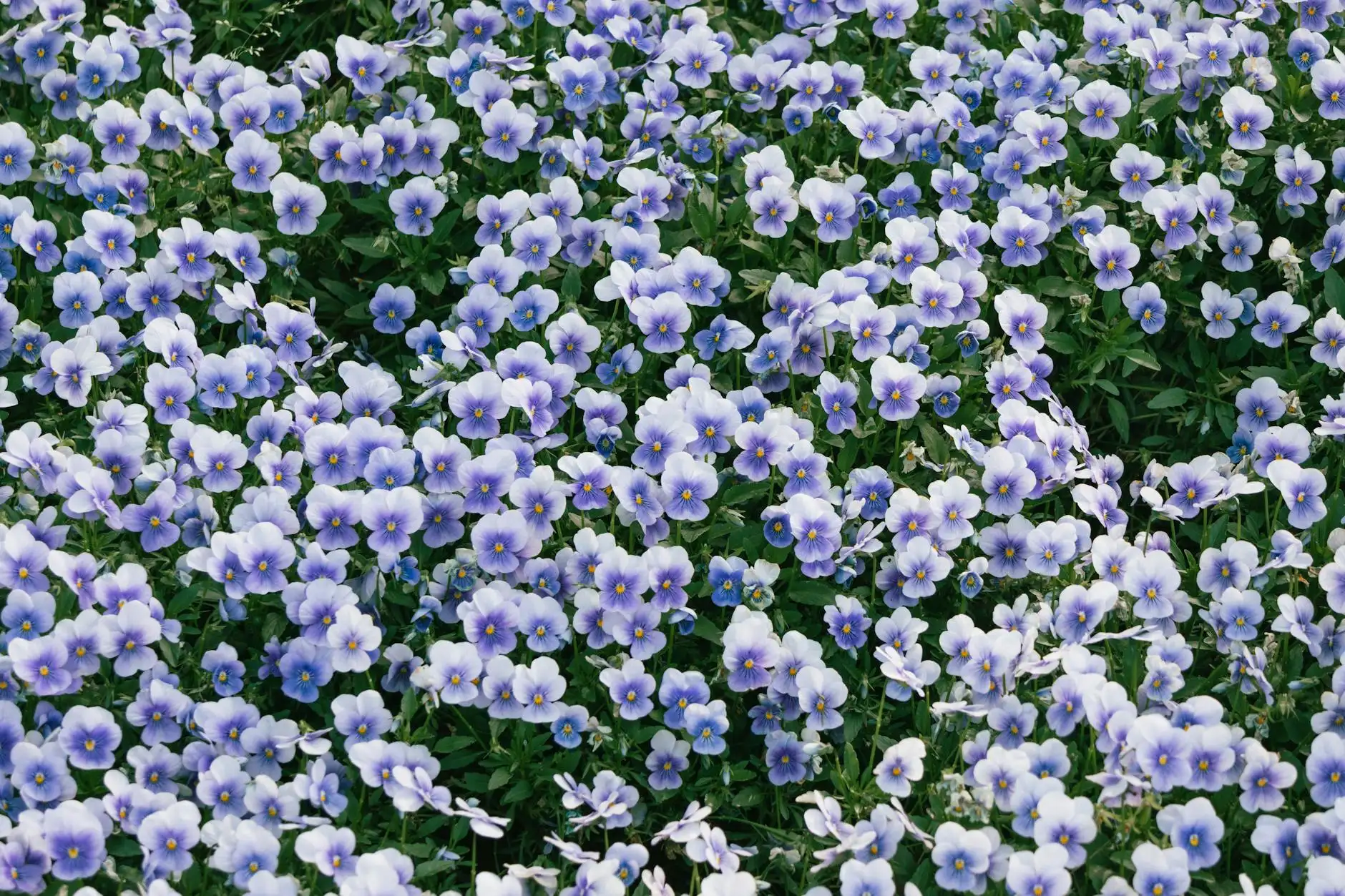 Elena Garden Portfolio 5