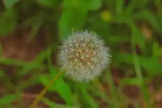 Lawn Seeding