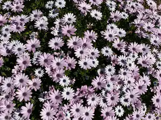 Flower Bed Installation